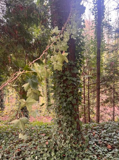 English Ivy