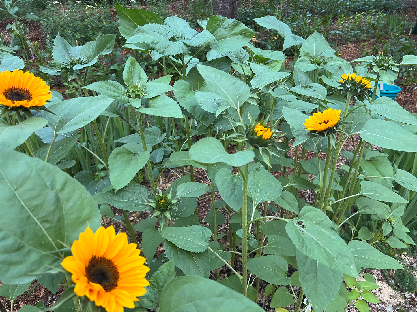 Daisy Flower Subscription