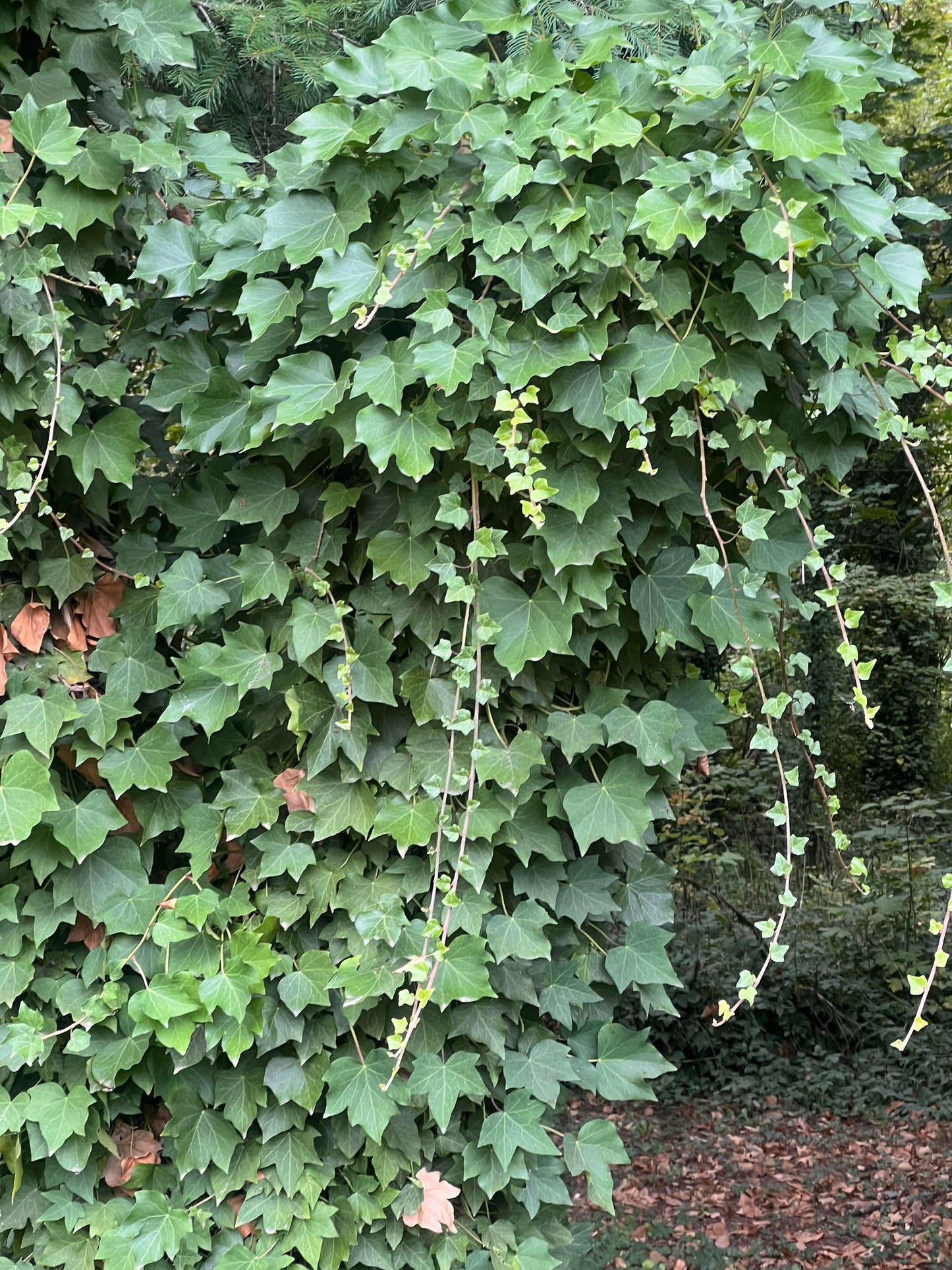 English Ivy