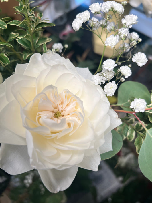 Winter Rose Arrangement ❄️