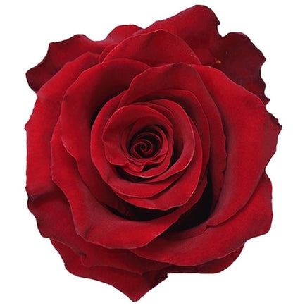 Long Stem Red Rose - Premium - Cupid's Kiss 💋