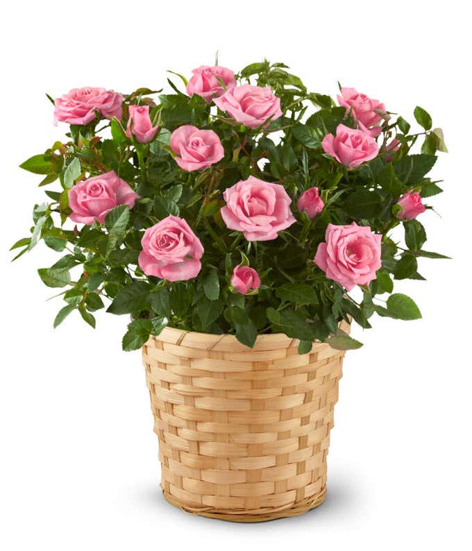 Blooming Rose Gift Basket
