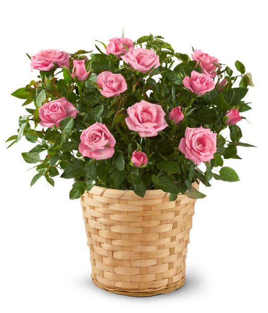 Blooming Rose Gift Basket