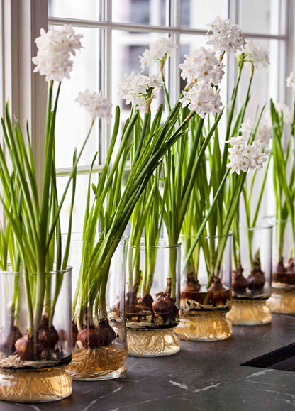 Paperwhites - 3 Bulbs