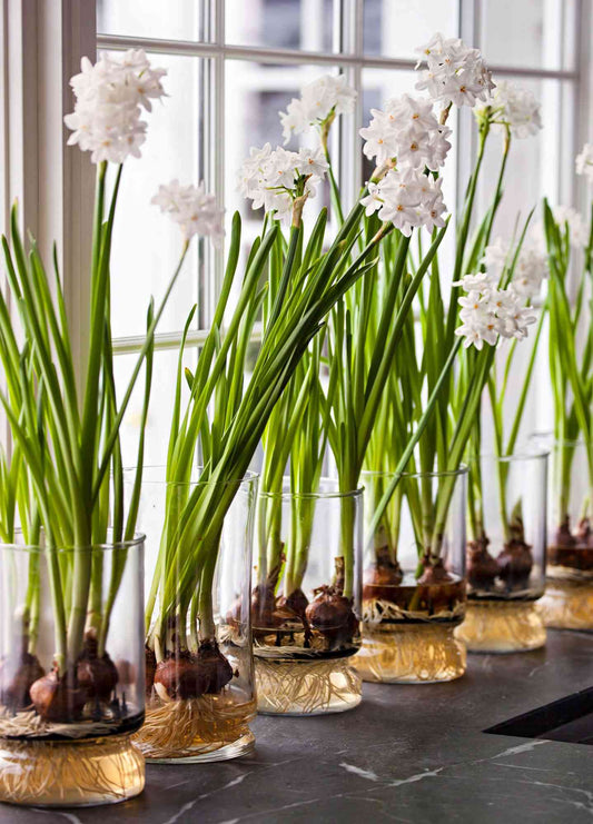 Paperwhites - 3 Bulbs