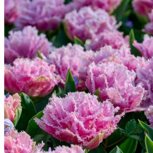 Perth Tulips