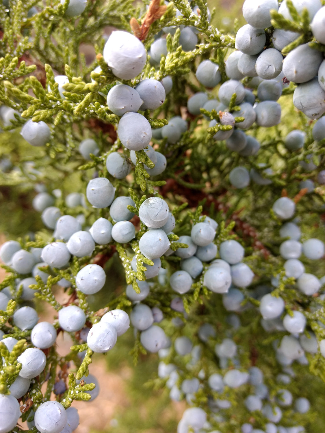 Juniper Berry Bough
