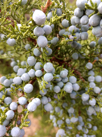 Juniper Berry Bough
