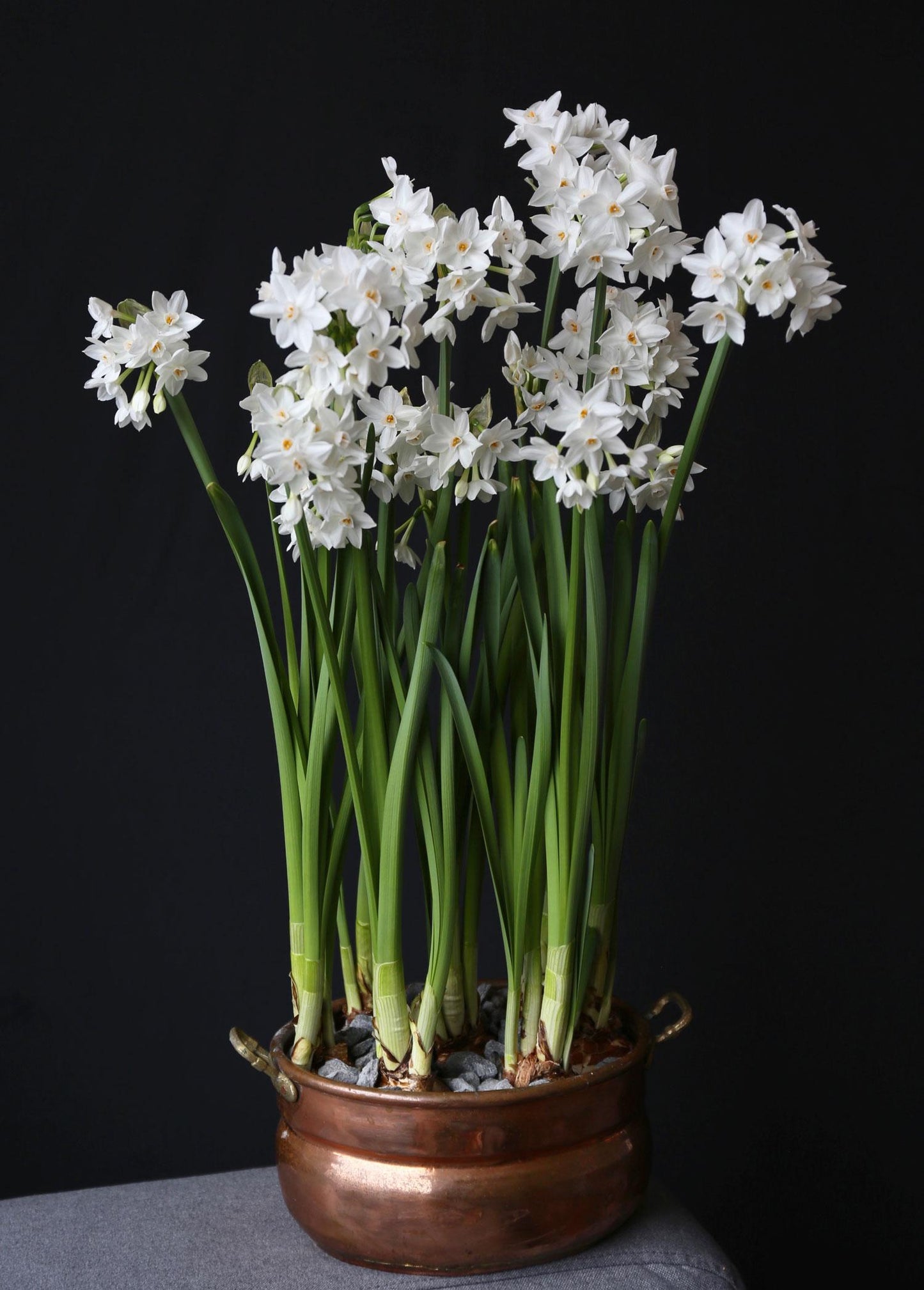Paperwhites - 3 Bulbs