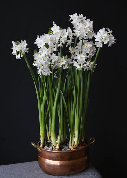 Paperwhites - 3 Bulbs