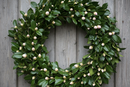 camellia wreath bud stage