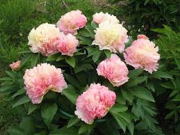 Lois Choice Peony