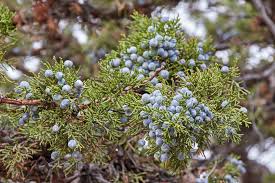 Juniper Berry Bough