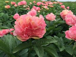 Lois Choice Peony