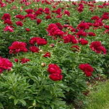 Red Charm Peony 3-5 eye