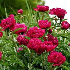 Kansas Peony