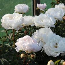 White Grace Peony
