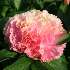 Lois Choice Peony