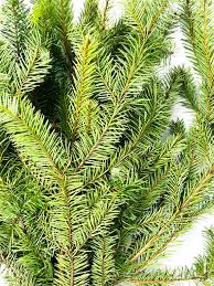Douglas Fir