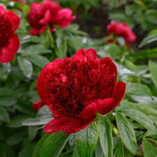 Red Charm Peony 3-5 eye