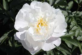 White Grace Peony