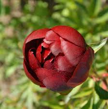 Red Charm Peony 3-5 eye