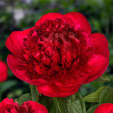 Red Charm Peony 3-5 eye