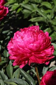 Kansas Peony