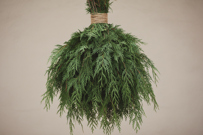 large gently wrapped bunch of flowy western red cedar tied with twine