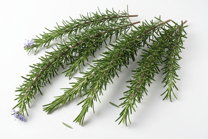 large long stem rosemary