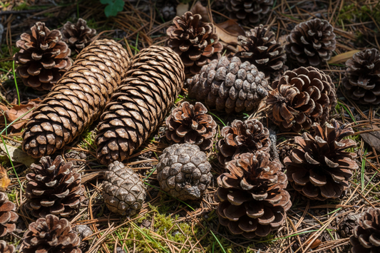 pine cones of all sizes and shapes